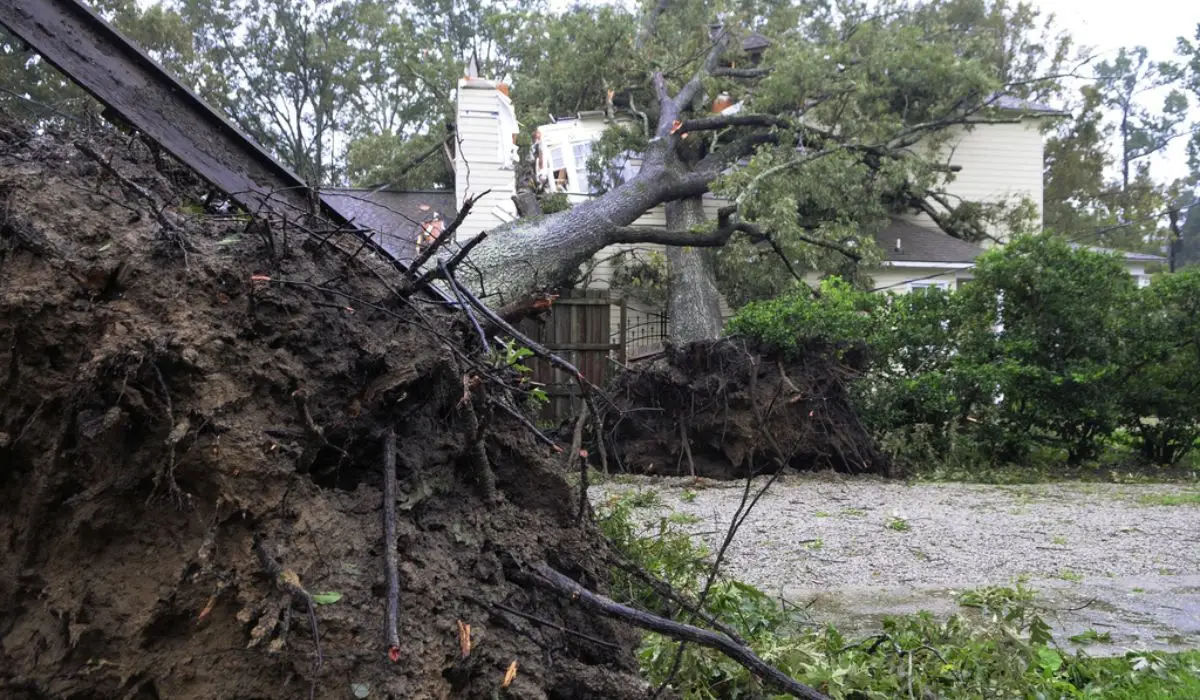 two large trees were uprooted and damaged by a storm